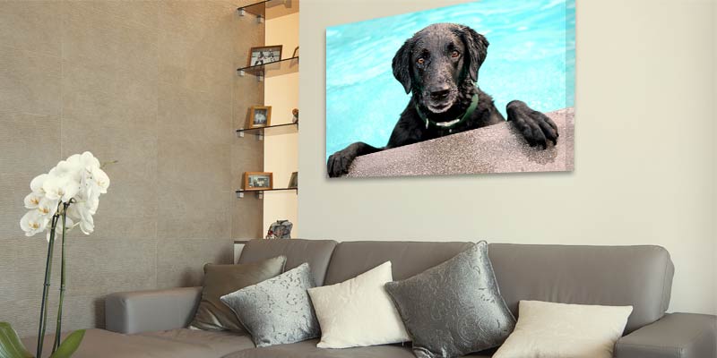 Create wall art featuring pictures of your pet, we offer canvas, metal, prints and collages for your pets
